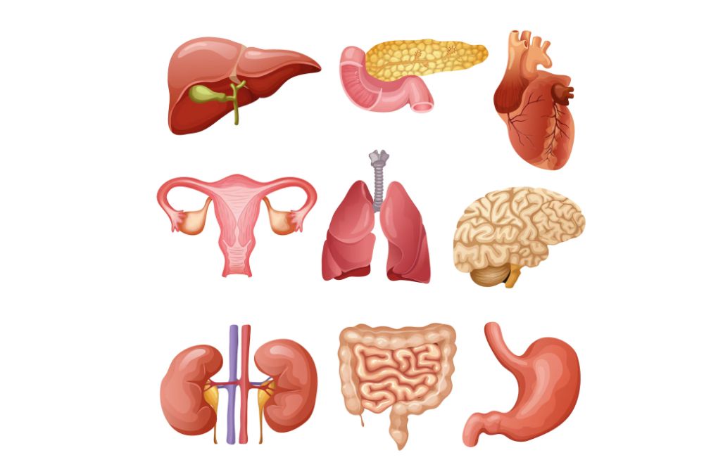 Organ Systems illustrative image